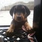 miren ese doberman